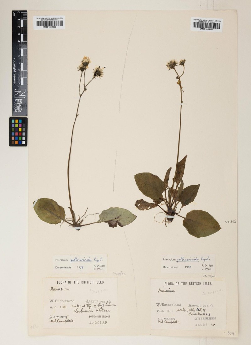 Hieracium pollinarioides