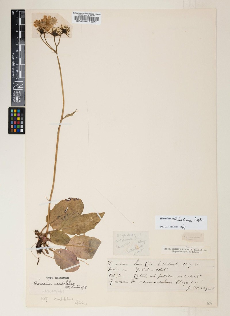 Hieracium pollinarioides photo 2