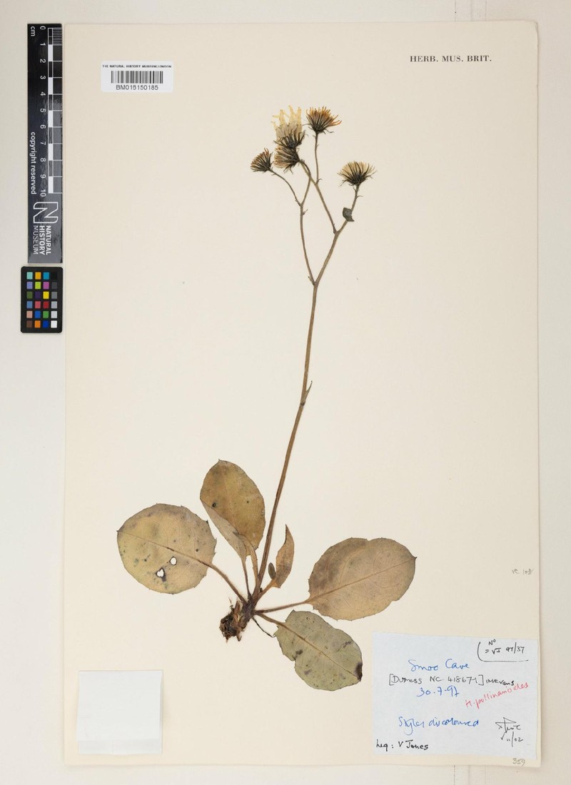 Hieracium pollinarioides photo 3