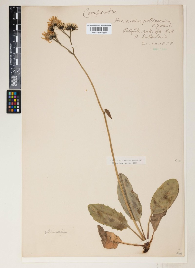 Hieracium pollinarium photo 3