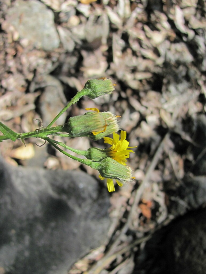 Hieracium porphyrii