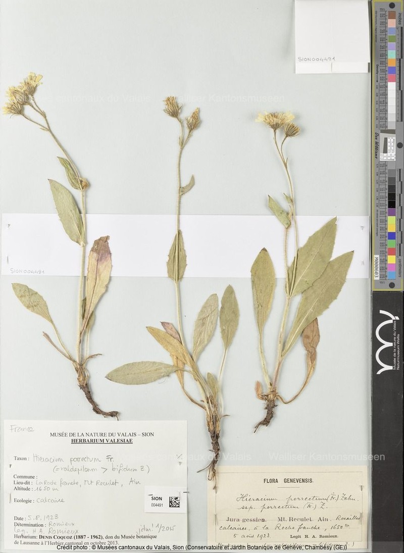Hieracium porrectum