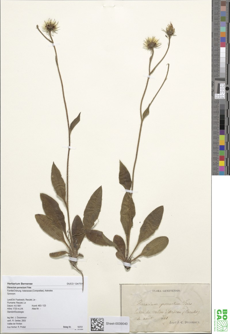 Hieracium porrectum photo 3
