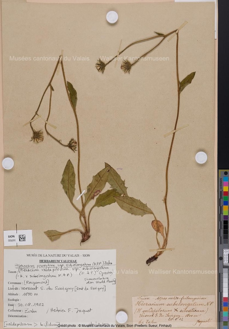 Hieracium porrectum subsp. subelongatum