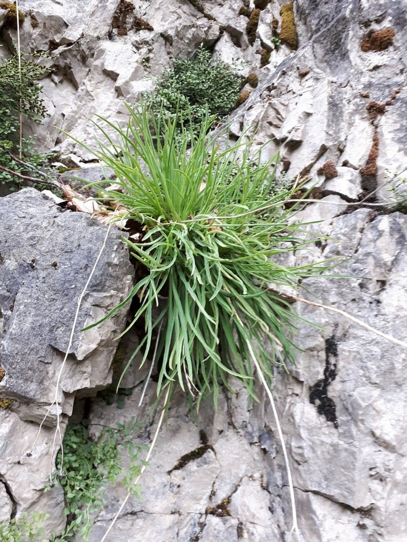 Hieracium porrifolium