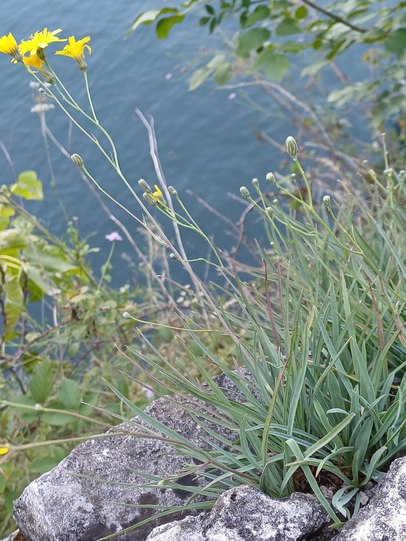 Hieracium porrifolium photo 2