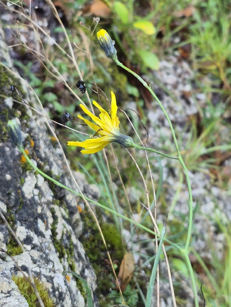 Hieracium porrifolium photo 3