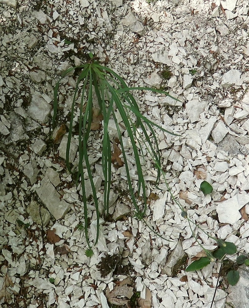 Hieracium porrifolium photo 4