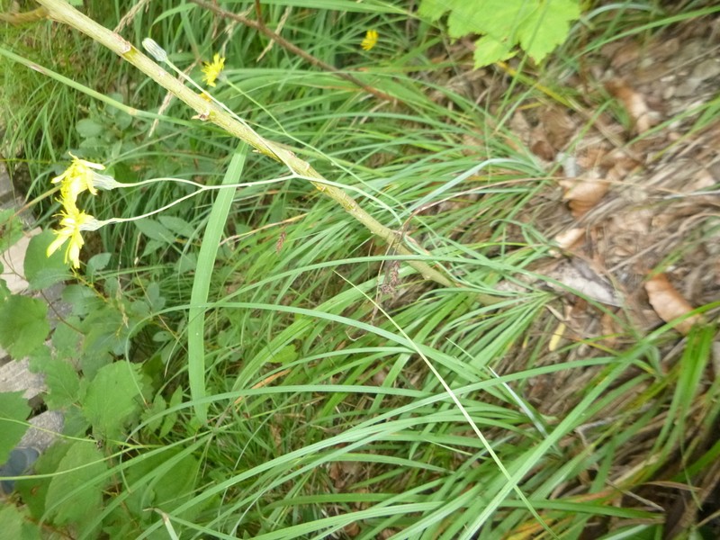 Hieracium porrifolium photo 5