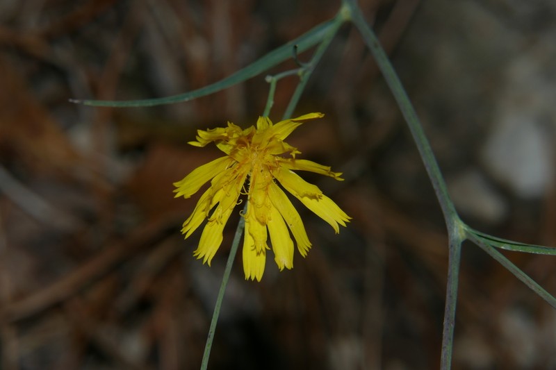 Hieracium porrifolium photo 6
