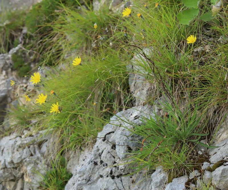 Hieracium porrifolium photo 7
