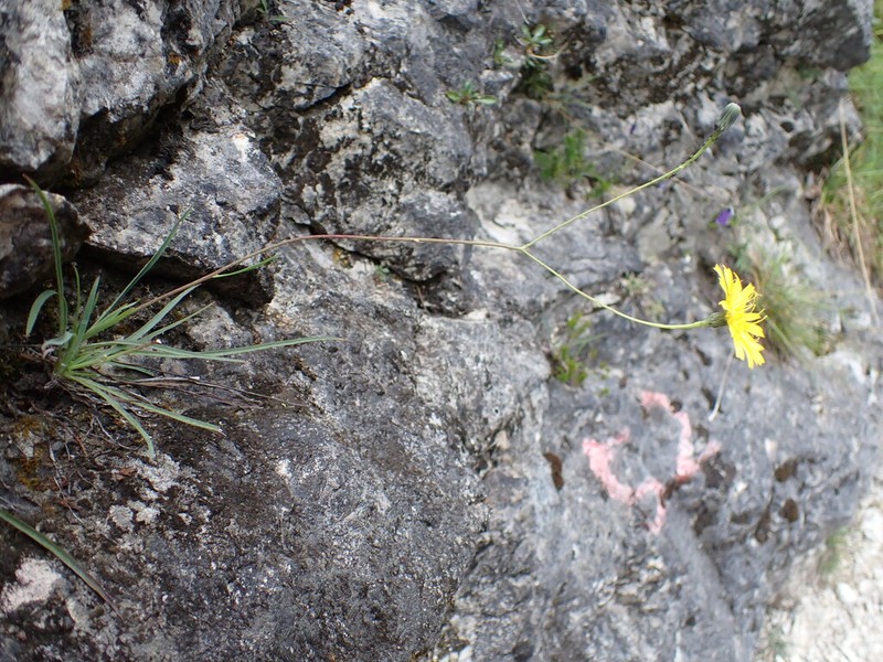 Hieracium porrifolium photo 8