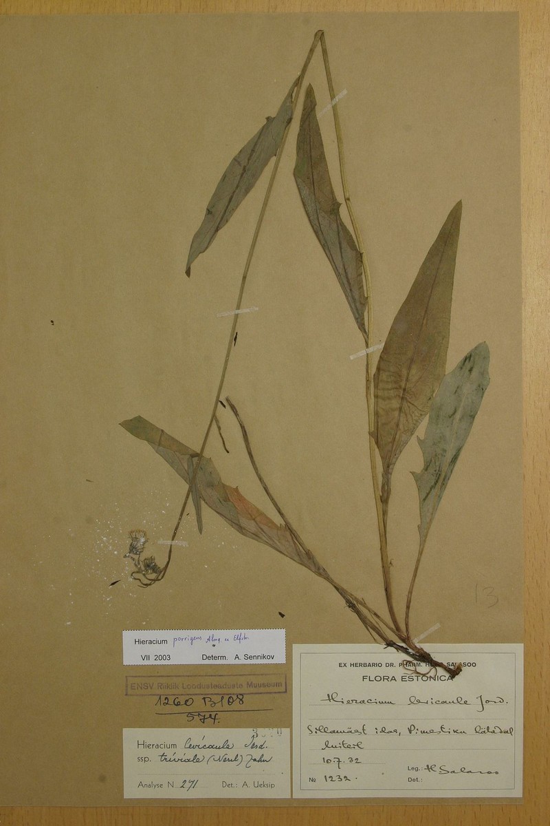 Hieracium porrigens