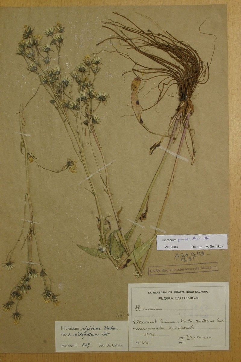 Hieracium porrigens photo 2