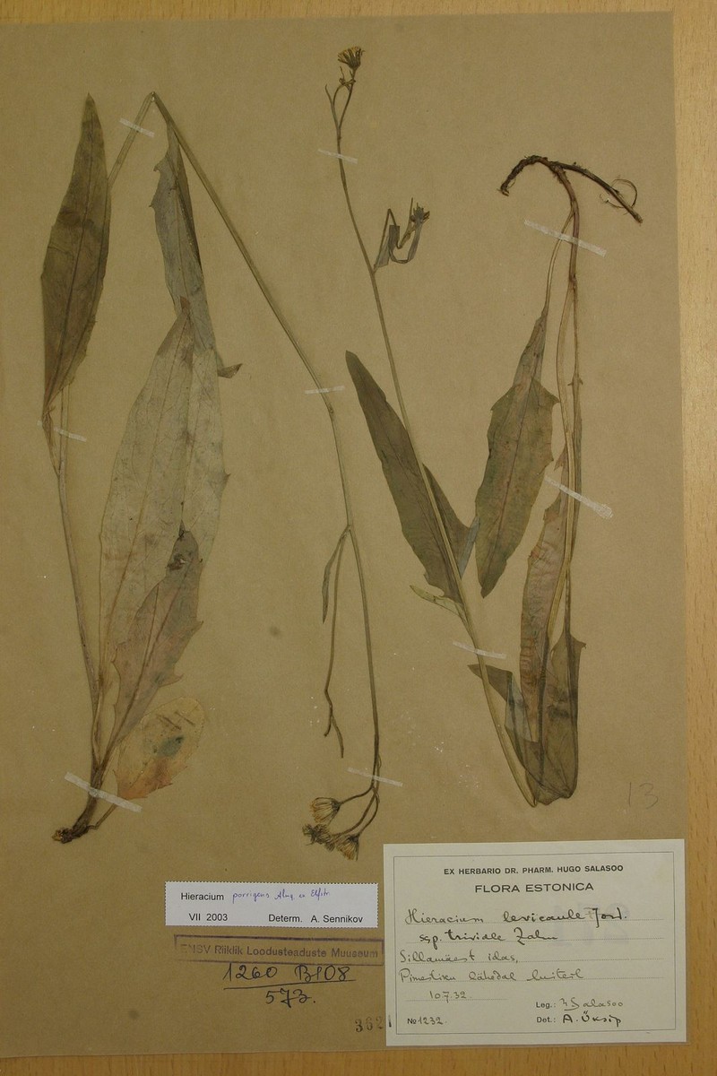 Hieracium porrigens photo 3