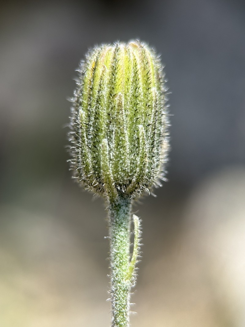 Hieracium portlandicum