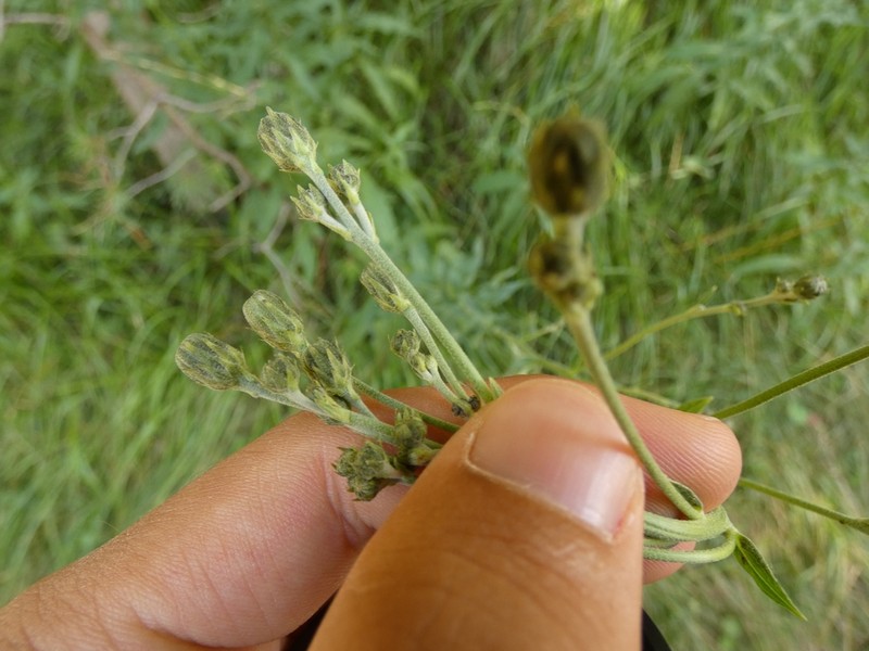 Hieracium pospichalii