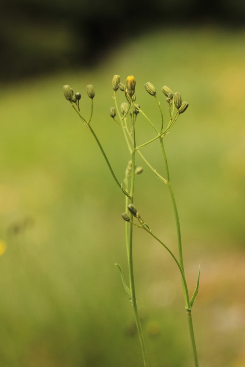 Hieracium praebiharicum