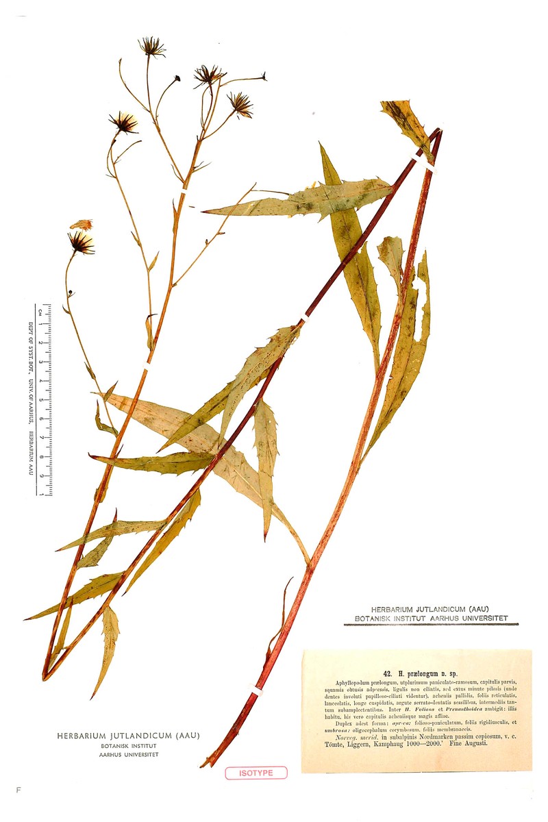 Hieracium praelongum