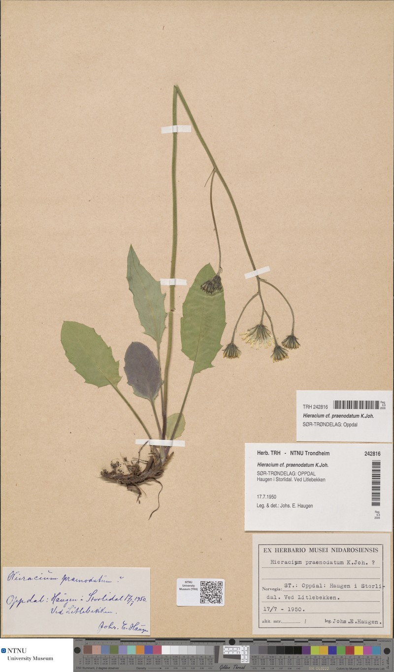 Hieracium praenodatum