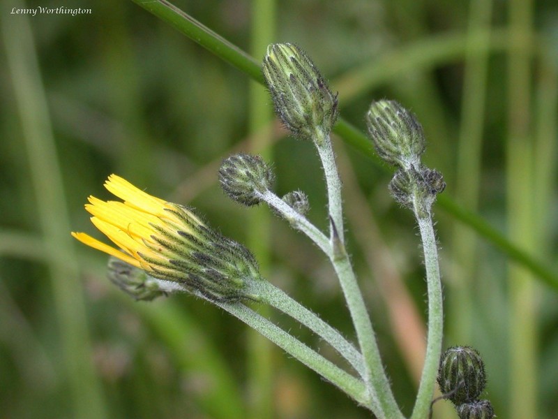 Hieracium praesigne photo 2