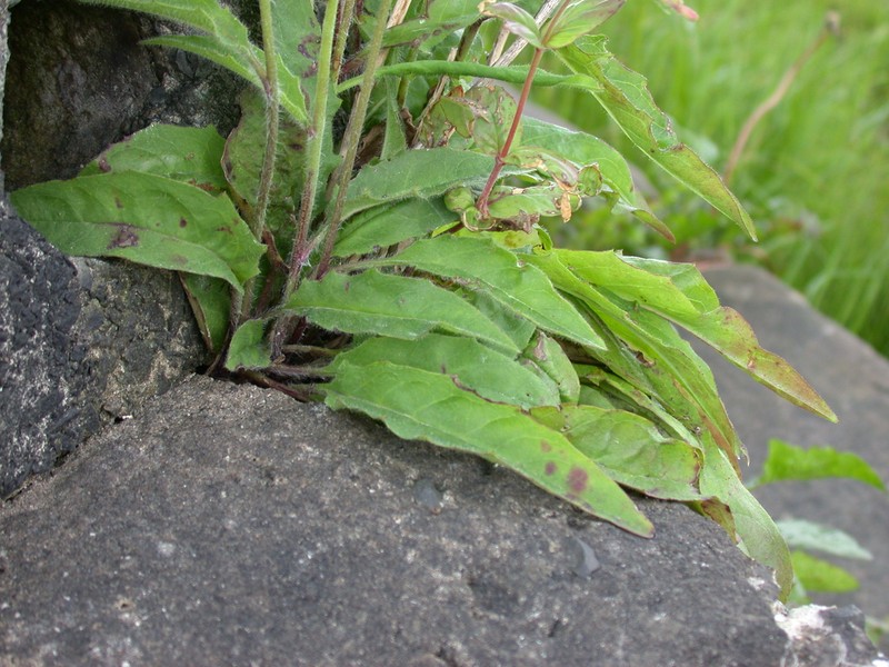 Hieracium praesigne