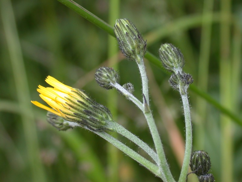 Hieracium praesigne photo 3