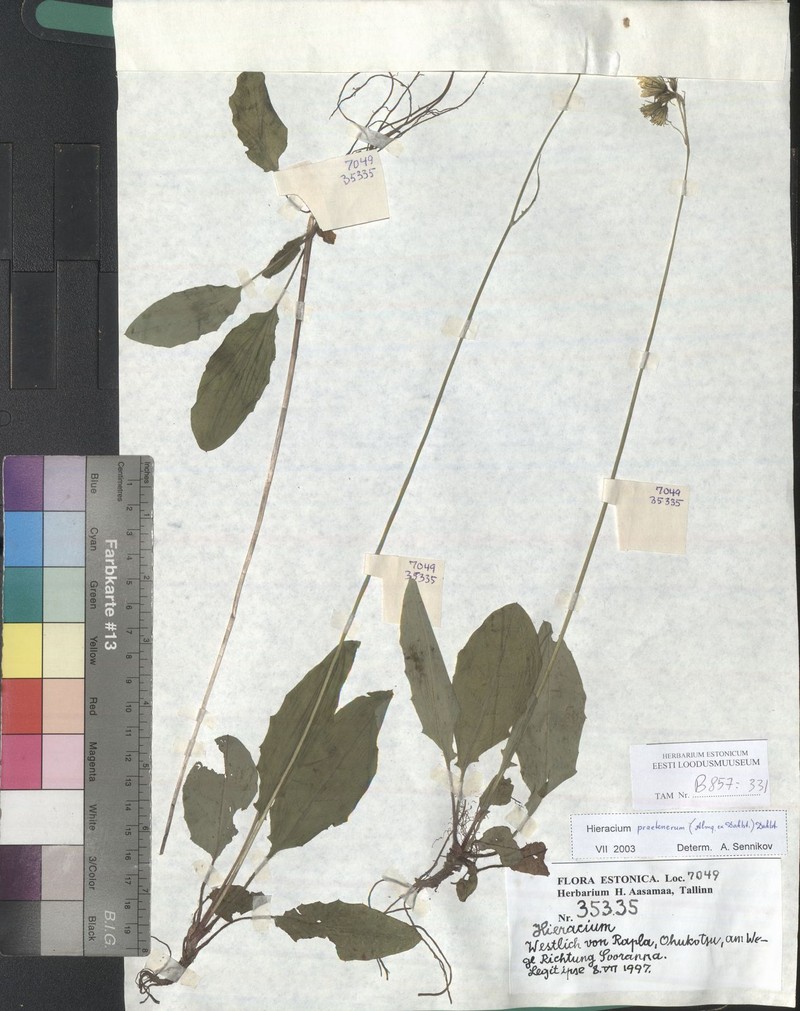 Hieracium praetenerum