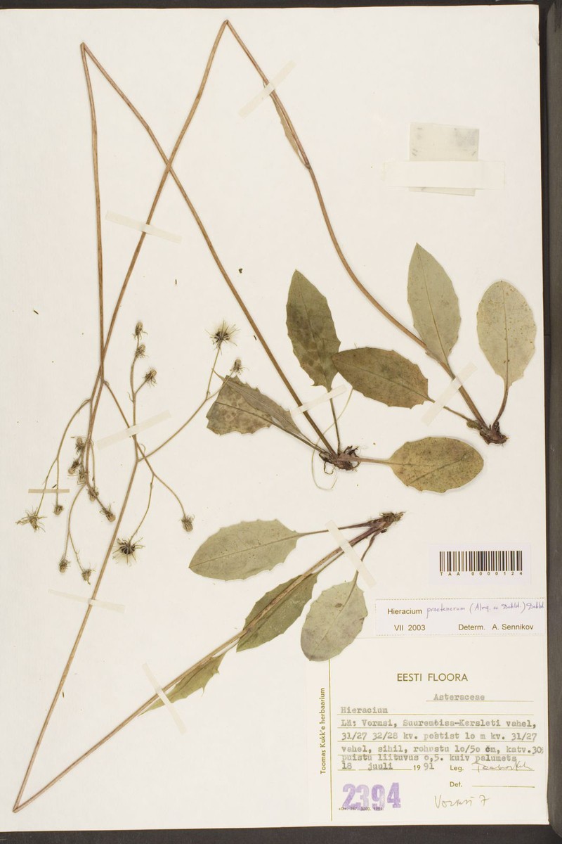 Hieracium praetenerum photo 3