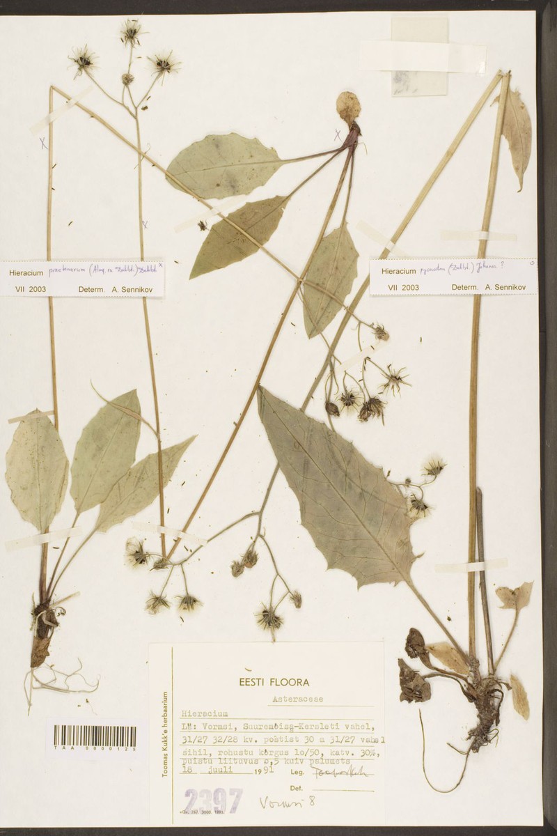 Hieracium praetenerum photo 4