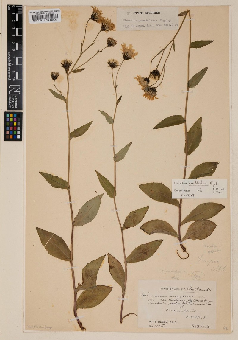 Hieracium praethulense