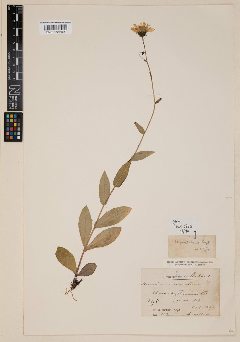 Hieracium praethulense photo 3