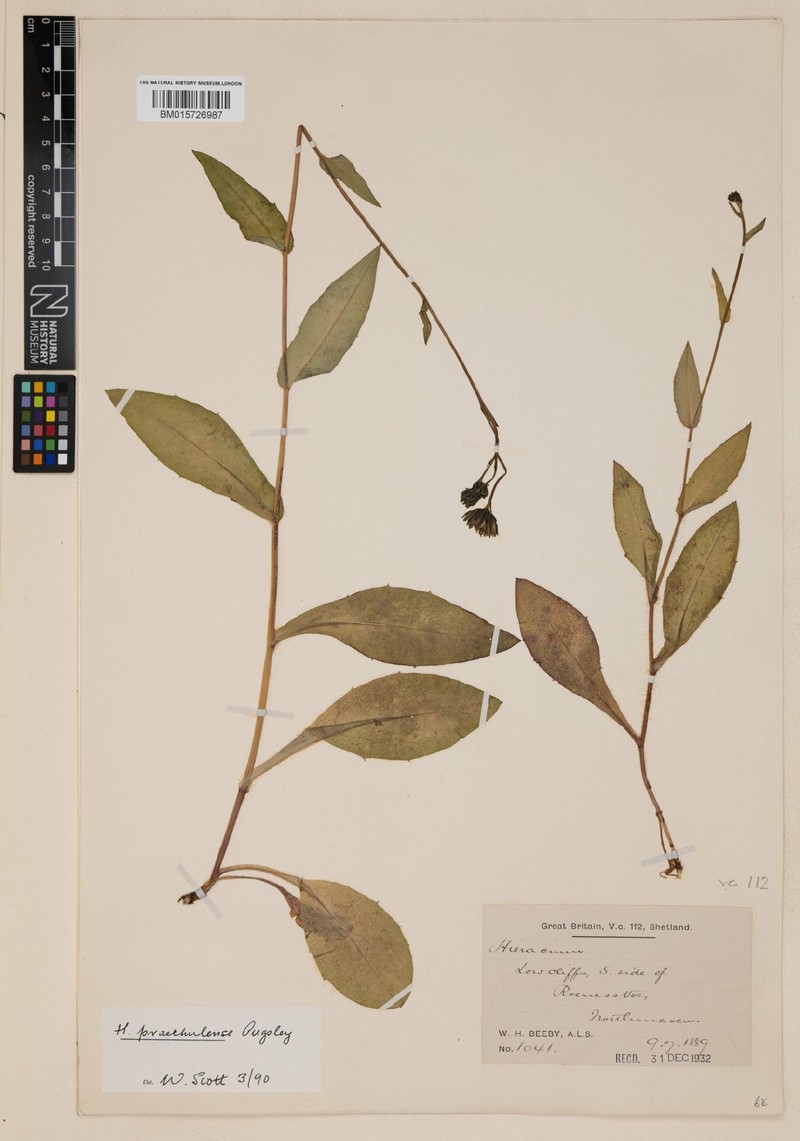 Hieracium praethulense photo 4