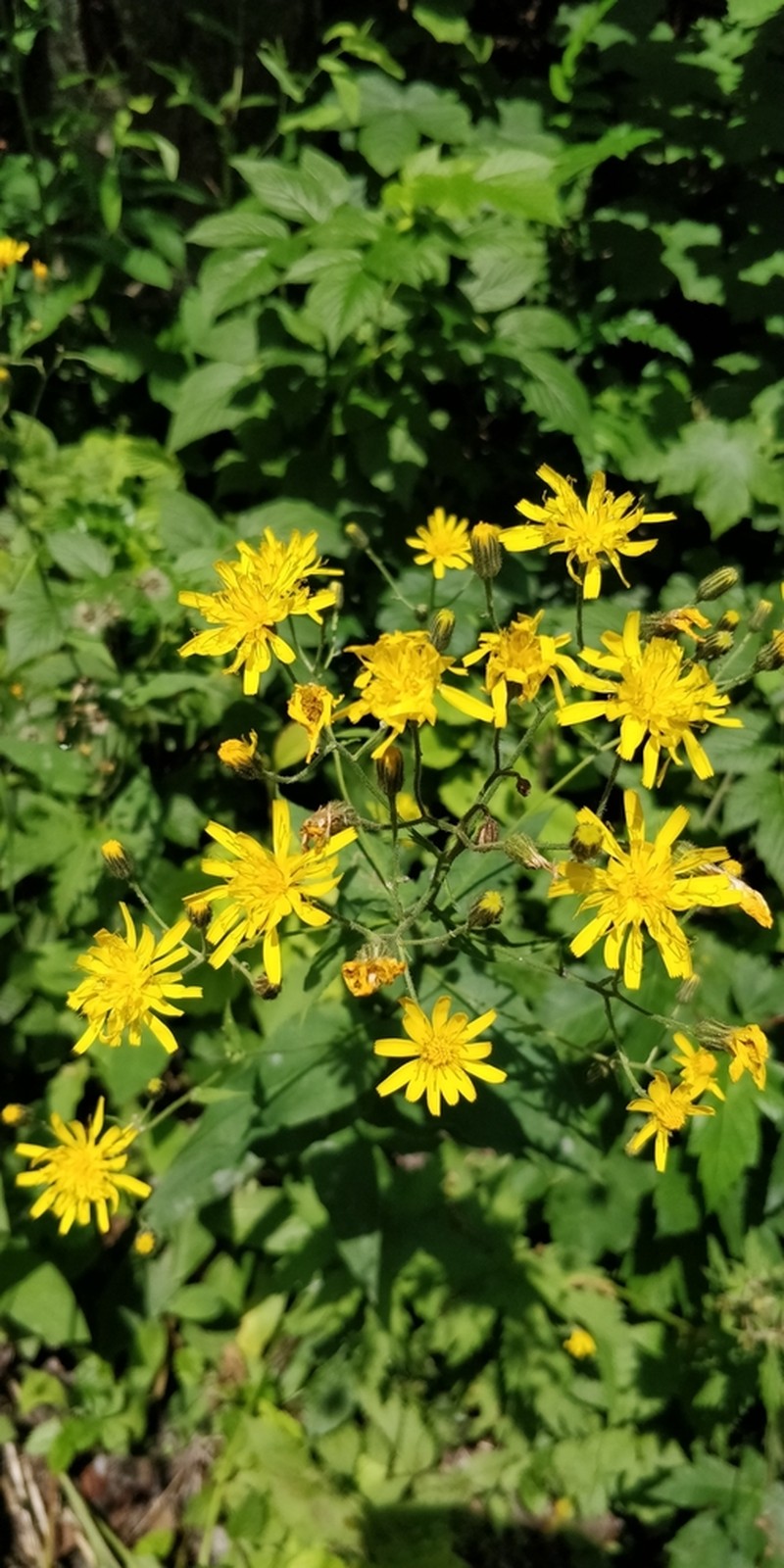 Hawkweed photo 2