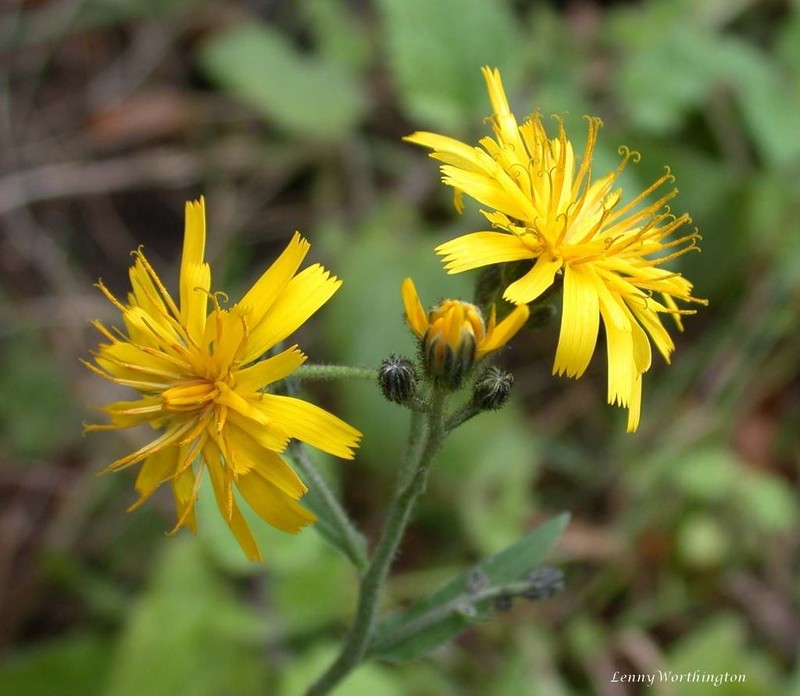 Hawkweed photo 3