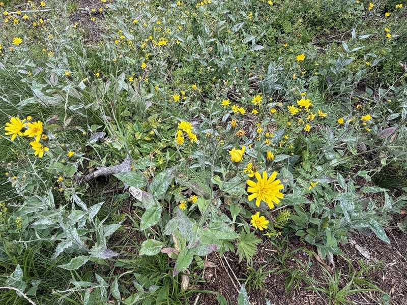 Hawkweed photo 4