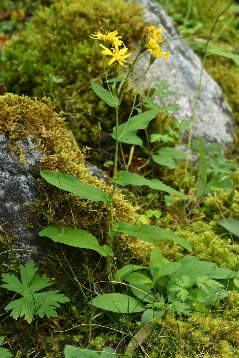 Hawkweed photo 5