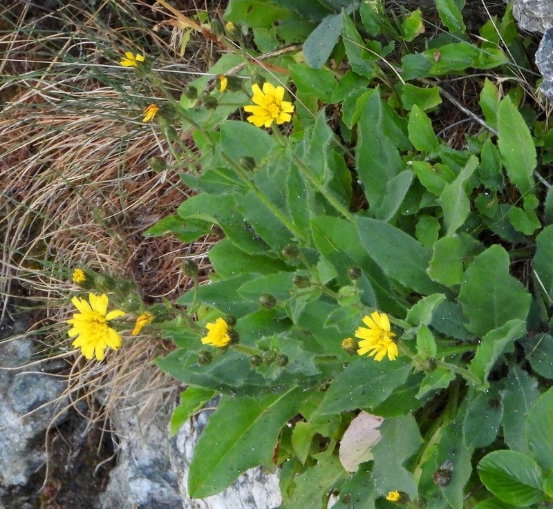 Hawkweed photo 6