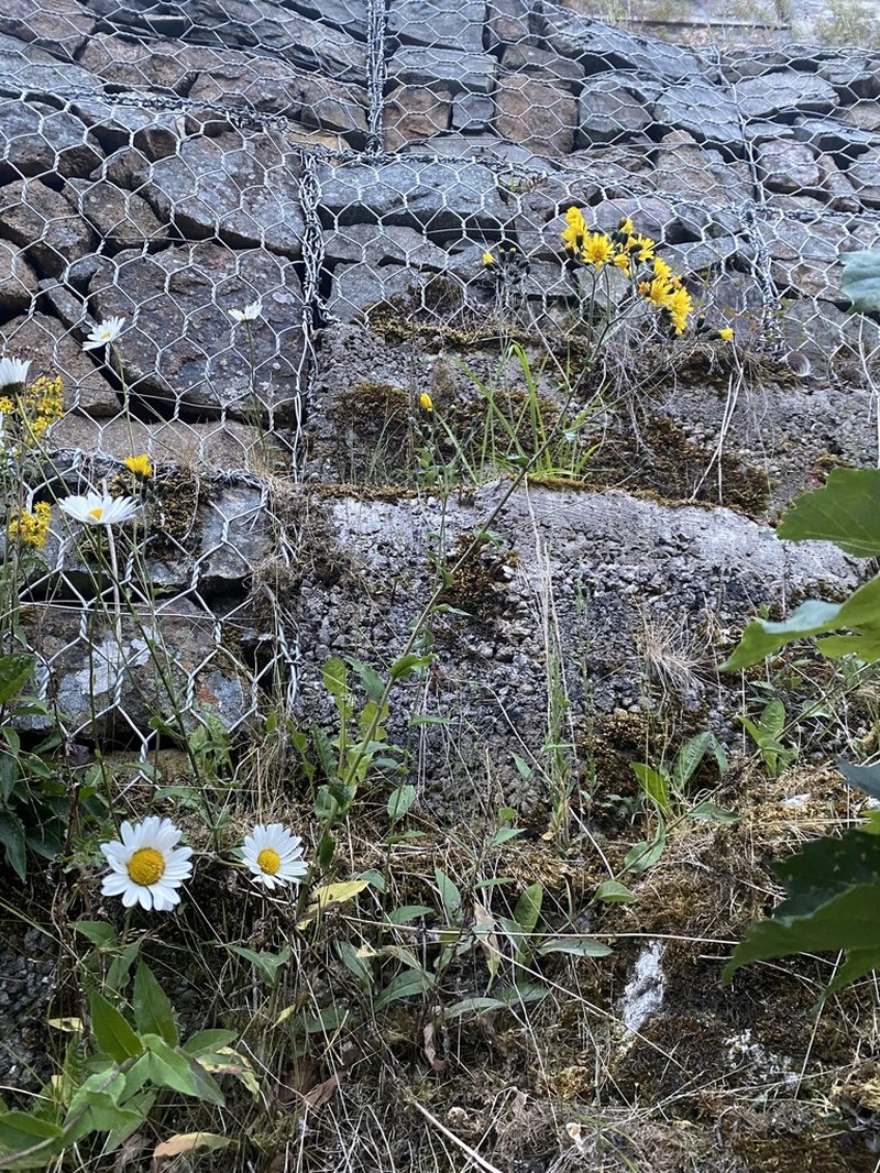 Hawkweed photo 7