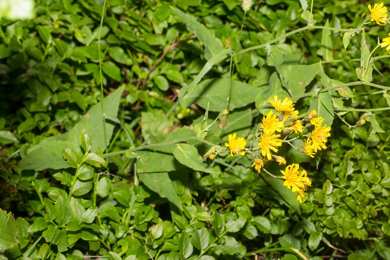 Hawkweed photo 8