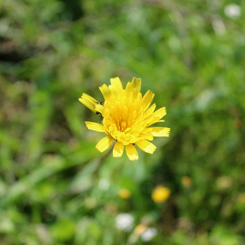 Hawkweed photo 4