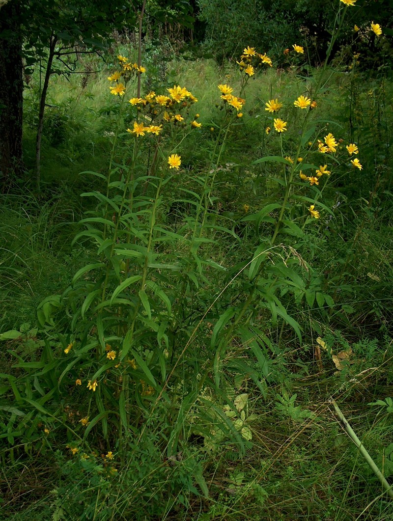 Hawkweed photo 5
