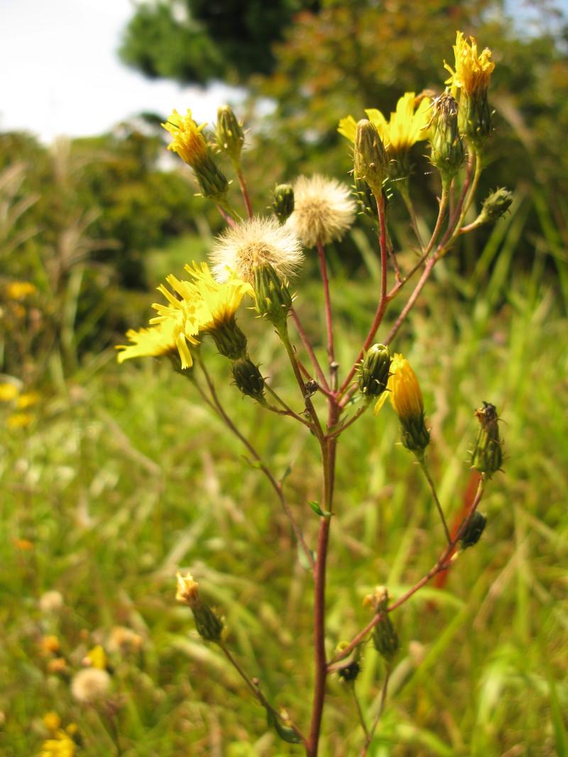Hawkweed photo 6