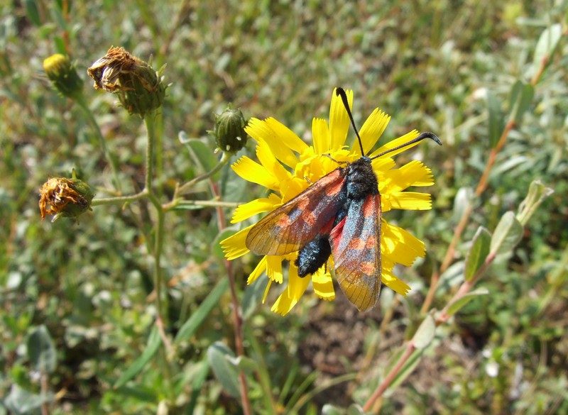 Hawkweed photo 7