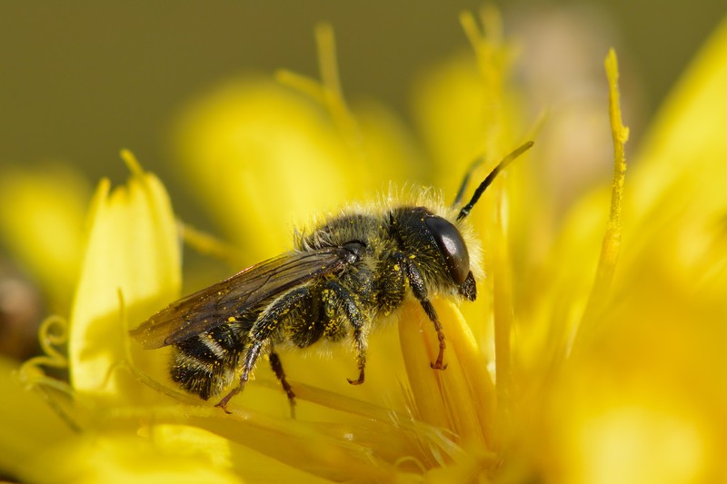 Hawkweed photo 8
