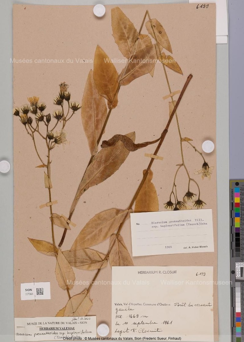 Hieracium prenanthoides subsp. bupleurifolium