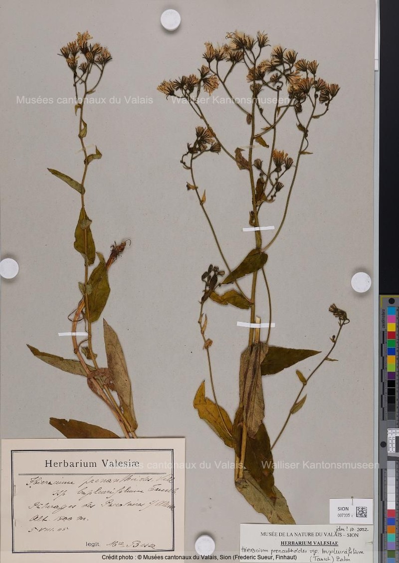 Hieracium prenanthoides subsp. bupleurifolium photo 2