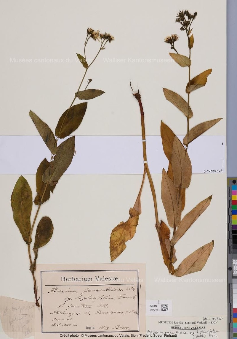 Hieracium prenanthoides subsp. bupleurifolium photo 3