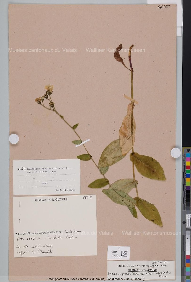 Hieracium prenanthoides subsp. cinereiceps
