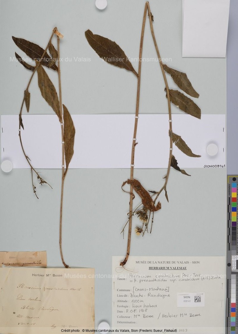 Hieracium prenanthoides subsp. constrictum